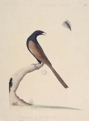 File:SLNSW 823098 f47 Pheasant Coucal Centropus phasianinus.jpg