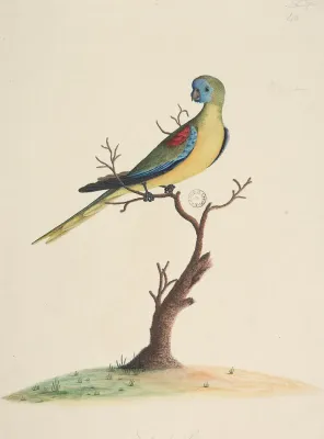 File:SLNSW 823100 f49 Turquoise Parrot Neophema pulchella male.jpg