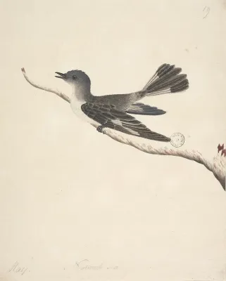 File:SLNSW 823078 f27 Hooded Robin female Melanodryas cucullata.jpg