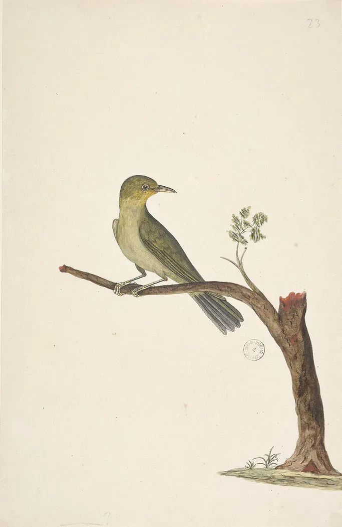 File:SLNSW 823082 f31 SlenderBilled WhiteEye Zosterops tenuirostris.jpg