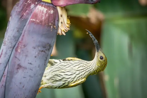 File:Arachnothera magna, streaked spiderhunter.jpg