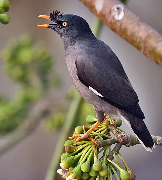 File:Jungle Myna (Acridotheres fuscus) on Kapok (Ceiba pentandra) in Kolkata I IMG 1340.jpg