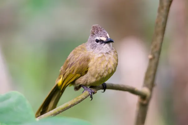 File:Flavescent bulbul, pycnonotus flavescens.jpg