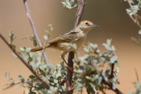 File:Red-pate Cisticola (Cisticola ruficeps).jpg