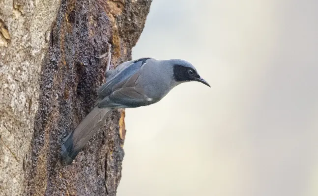 File:Heterophasia pulchella.jpg