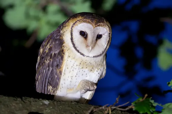 File:Tyto novaehollandiae castanops male 1 - Port Arthur.jpg