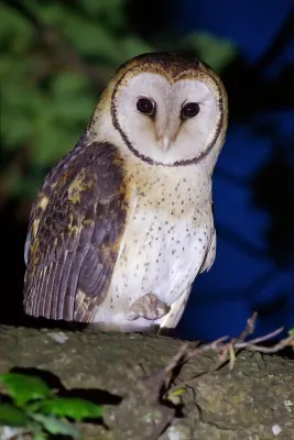 File:Tyto novaehollandiae castanops male 2 - Port Arthur.jpg