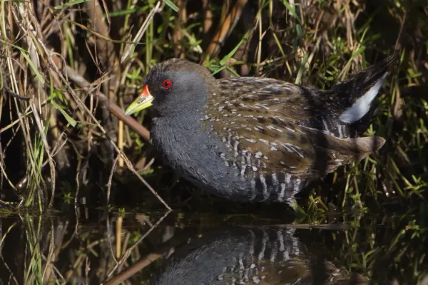 File:Porzana fluminea - Gould's Lagoon.jpg