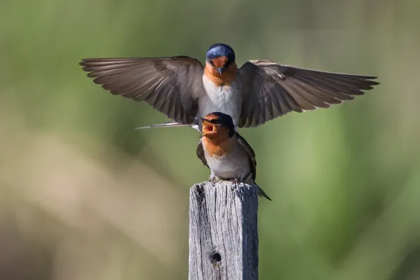 File:Hirundo neoxena - Gould's Lagoon.jpg