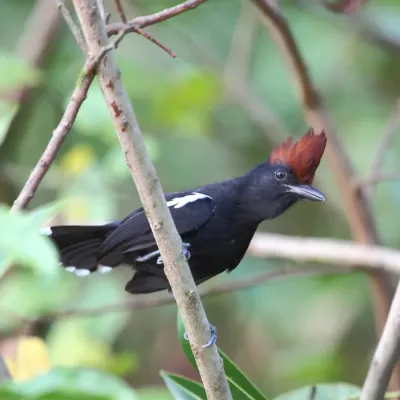 File:Sakesphorus luctuosus - Glossy Antshrike.JPG