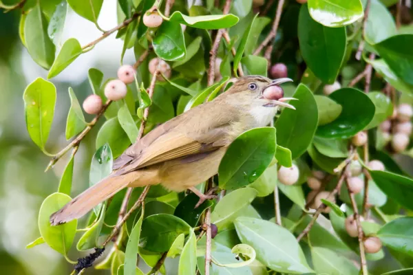 File:Iole propinqua, Grey-eyed bulbul.jpg