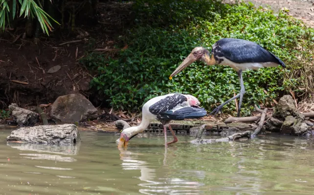 File:Marabú menor (Leptoptilos javanicus), Zoo de Ciudad Ho Chi Minh, Vietnam, 2013-08-14, DD 02.JPG