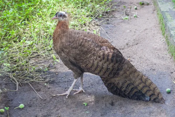 File:Argo de Rheinard (Rheinardia ocellata), Zoo de Ciudad Ho Chi Minh, Vietnam, 2013-08-14, DD 01.JPG