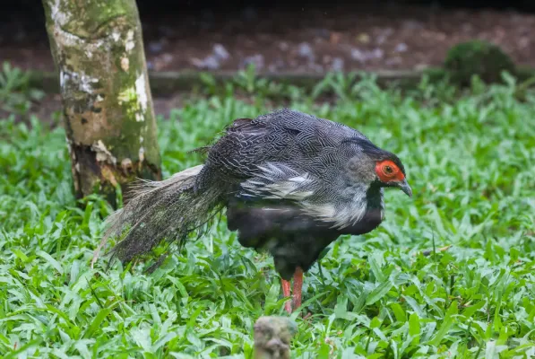 File:Faisán plateado (Lophura nycthemera), Zoo de Ciudad Ho Chi Minh, Vietnam, 2013-08-14, DD 01.JPG