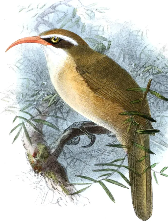 File:Ibis24brit 0170 Pomatorhinus ochraceiceps stenorhynchus.jpg