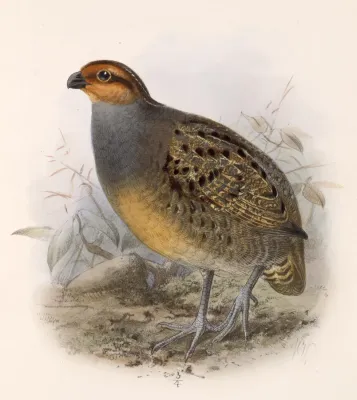 File:Rhynchortyx cinctus.jpg