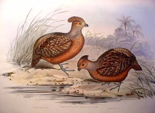 File:Odontophorus stellatus.jpg