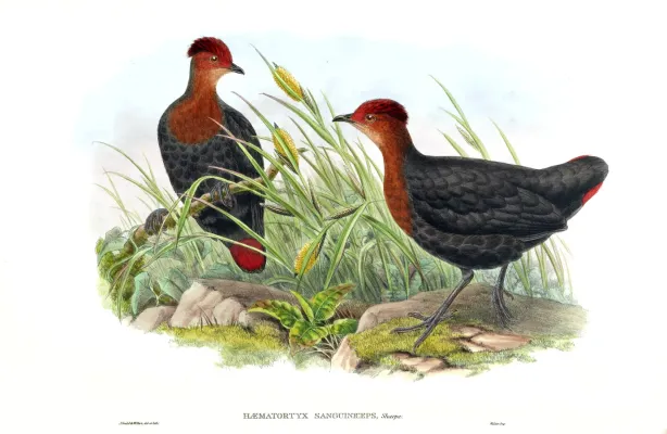 File:Haematortyx sanguiniceps.jpg