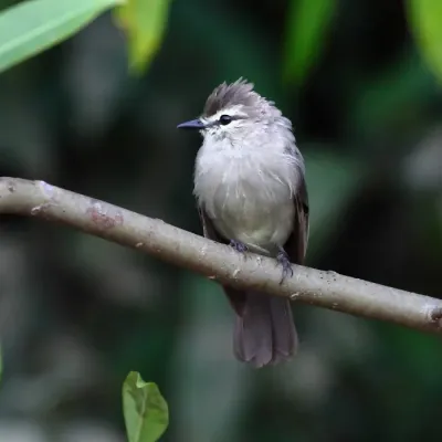 File:Ochthornis littoralis - Drab Water-Tyrant.jpg