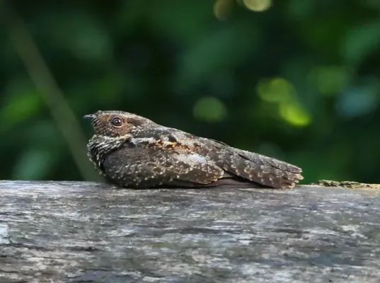 File:(Hydropsalis nigrescens) or (Nyctipolus nigrescens) - Blackish Nightjar.jpg