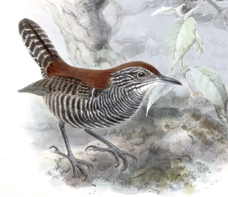 File:Biologia Centrali-Americana - Cantorchilus semibadius 1902.jpg