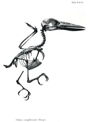 File:AbbildungenvonV1Meye 0147 Cittura sanghirensis.jpg