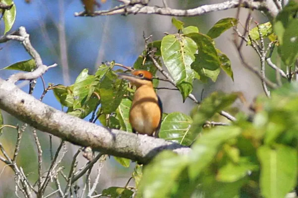File:Cinnamon-banded Kingfisher (Todiramphus australasia).jpg