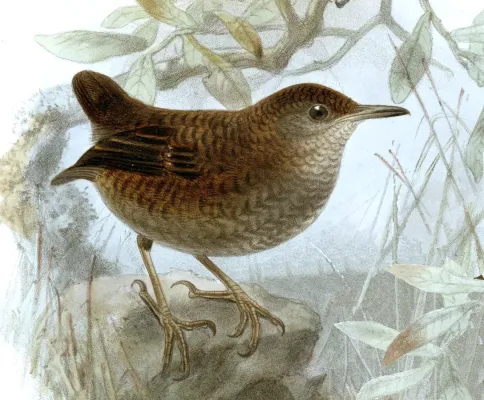 File:Biologia Centrali-Americana Microcerculus philomela.jpg