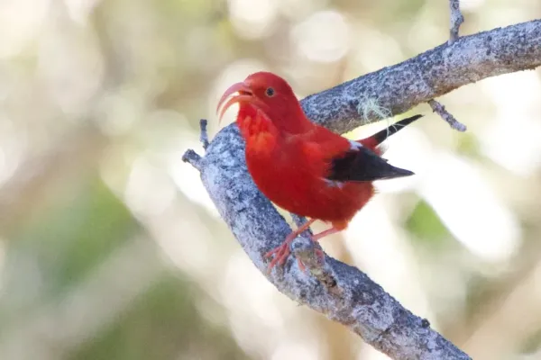 File:Drepanis coccinea, adult, Hawaii.jpg