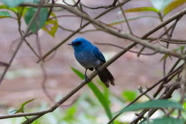 File:Elminia longicauda -Southwest Region, Cameroon-6.jpg