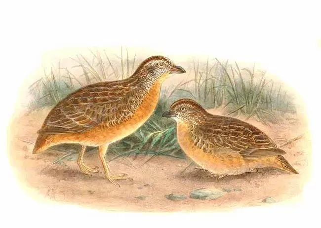 File:Turnix pyrrhothorax.jpg