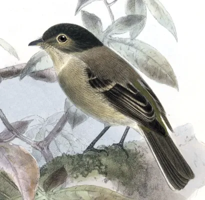 File:Biologia Centrali-Americana Empidonax atriceps.jpg