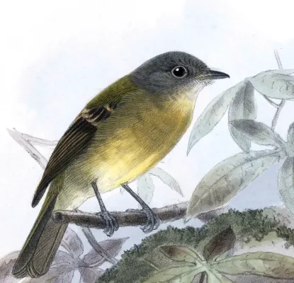 File:Biologia Centrali-Americana Aphanotriccus capitalis.jpg