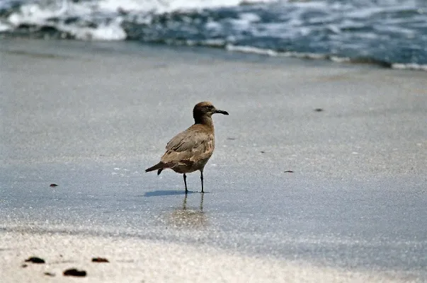 File:Leucophaeus modestus Paracas 1.jpg