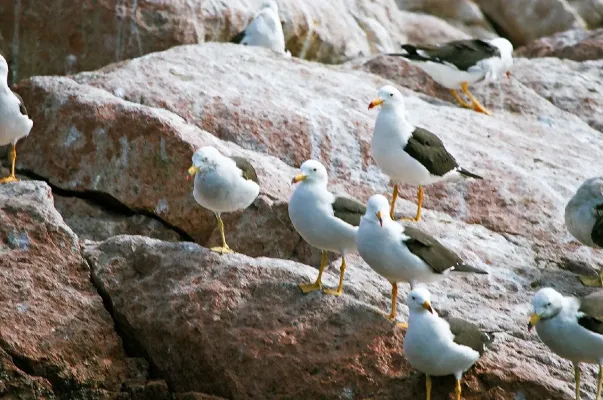 File:Larus belcheri Paracas 1.jpg
