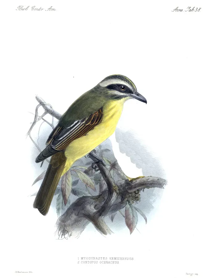 File:Biologia Centrali-Americana Myiodynastes hemichrysus.jpg