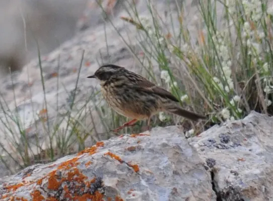 File:Prunella ocularis 1a.jpg