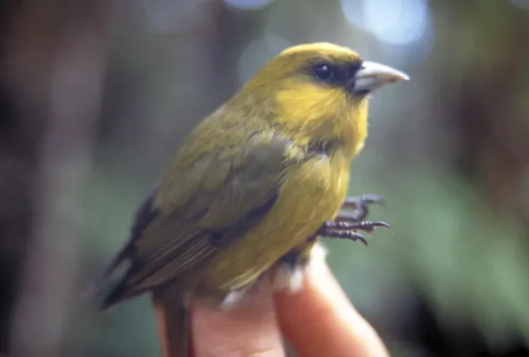 File:Loxops caeruleirostris.jpg