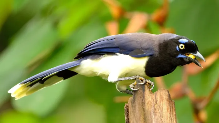 File:Cyanocorax affinis.jpg