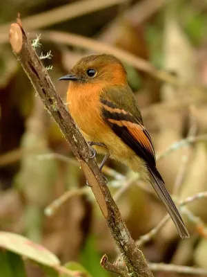 File:Cinnamon Flycatcher (Pyrrhomyias cinnamomeus).jpg