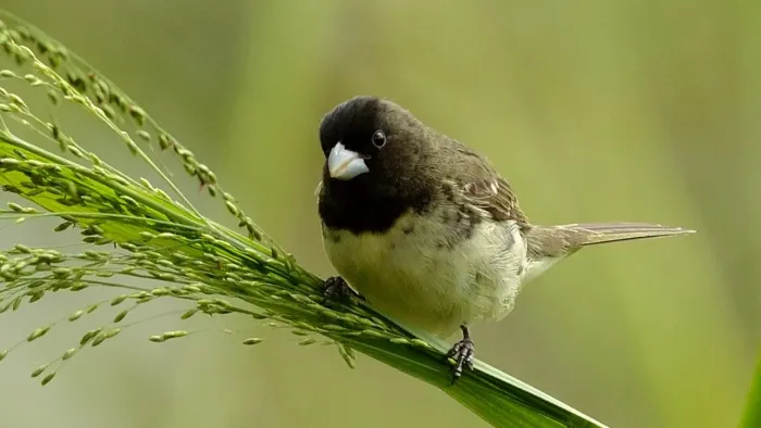 File:Sporophila nigricollis.jpg