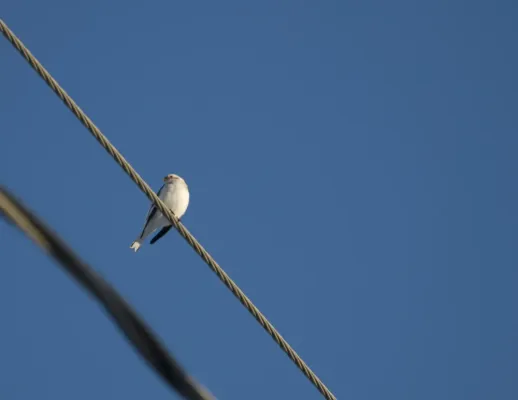 File:Plectrophenax hyperboreus Bering Land Bridge Visitor Center 1.jpg