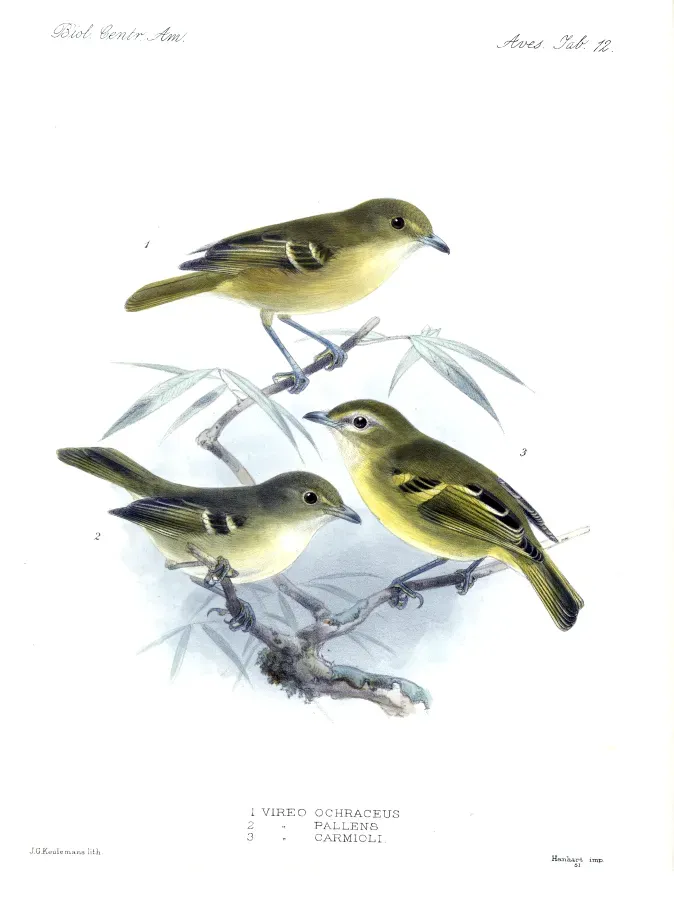 File:Biologia Centrali-Americana - Vireo pallens, Vireo carmioli.jpg