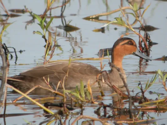 File:Anas luzonica, Candaba Marsh, Luzon 1.jpg