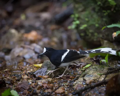 File:Enicurus leschenaulti.jpg