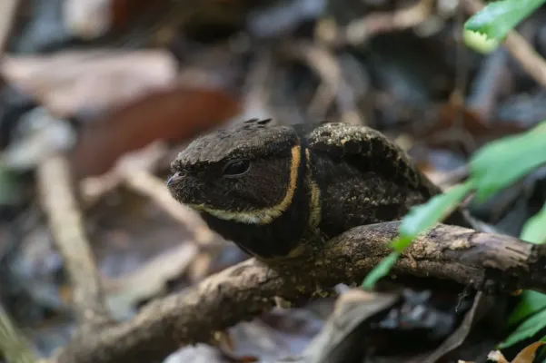 File:Lyncornis macrotis.jpg