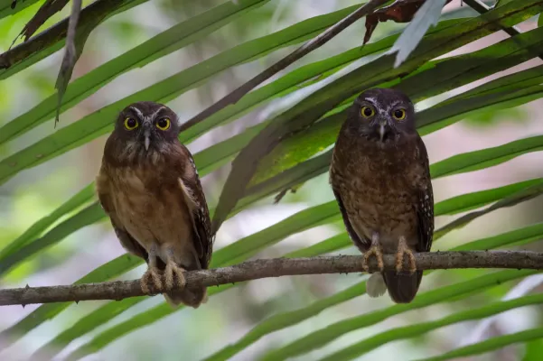 File:Ninox ochracea.jpg