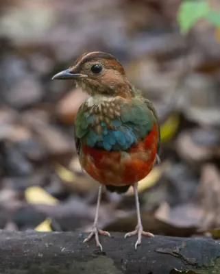 File:Erythropitta erythrogaster.jpg