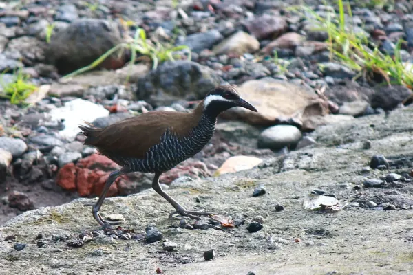 File:Gallirallus torquatus.JPG