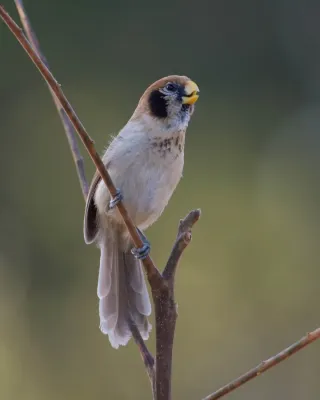 File:Paradoxornis guttaticollis.jpg